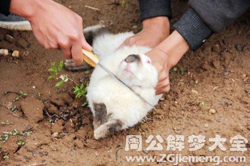 杀兔子