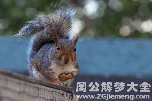 梦见松鼠看着我