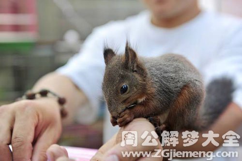 梦见松鼠咬我屁股