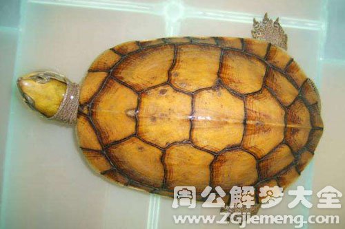 金龟