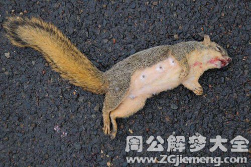 梦见松鼠死了