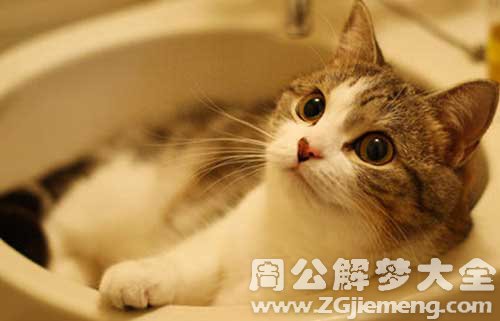 给猫洗澡