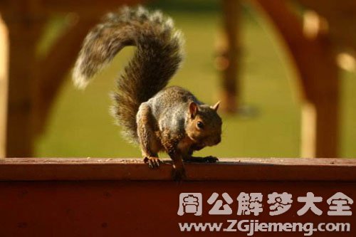 梦见松鼠追我