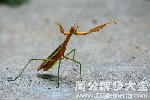 梦见自己害怕螳螂