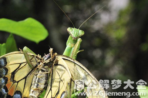 梦见螳螂捕蝴蝶