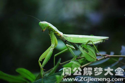 梦见螳螂听我话