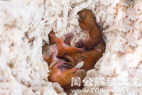 梦见松鼠生小松鼠