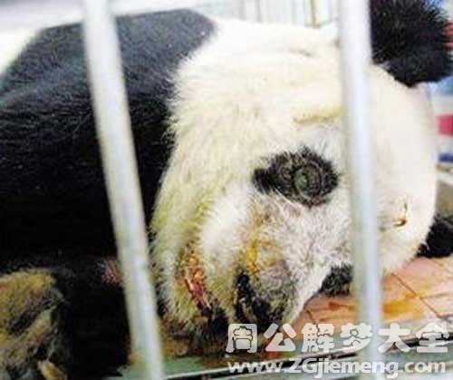 熊猫死了