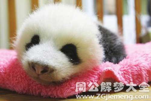 熊猫生宝宝