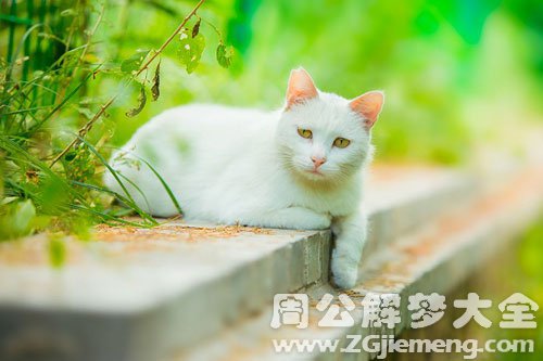 梦见野猫拉屎
