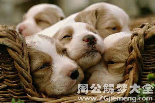 一群狗围着自己叫