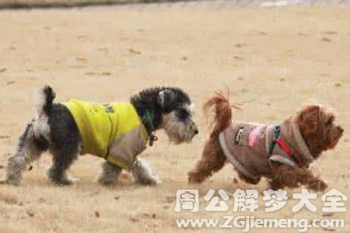 一群狗咬住了自己