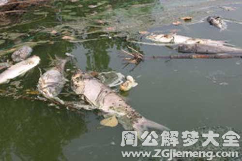 梦见许多死掉的大鱼