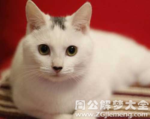 梦见大白猫