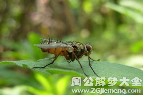 毒虫咬人并消灭