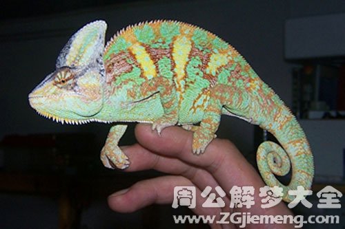 梦见被变色龙咬