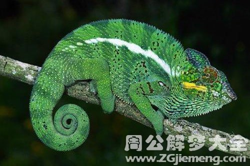 梦见绿色的变色龙