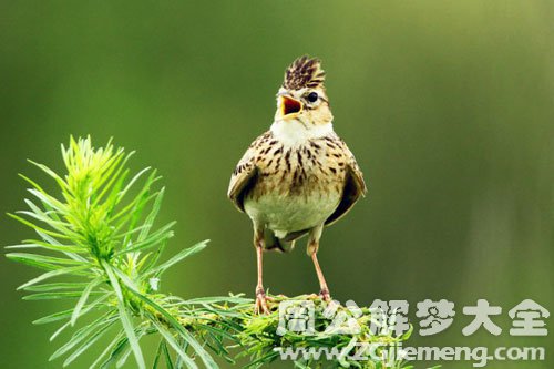梦见云雀叫