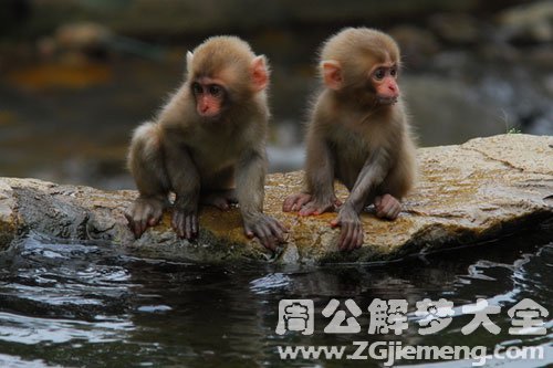 猿猴去了我家