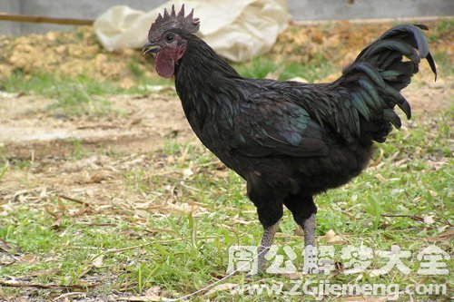梦见捡到一只黑鸡