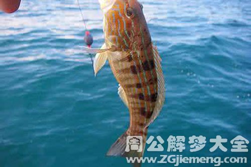 鱼咬自己屁股 鱼咬自己屁股