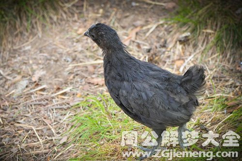 梦见抓黑鸡