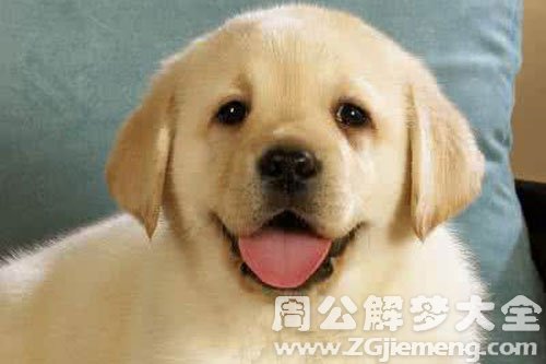 蛇变成狗追我 蛇变成狗追我