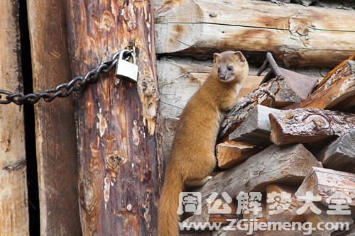 梦见黄鼠狼偷黑鸡