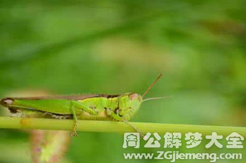 蚱蜢进耳朵里