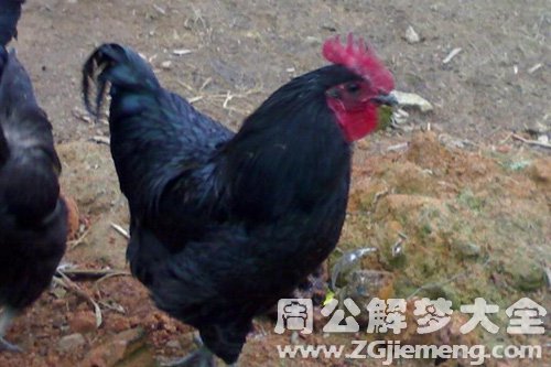 梦见黑鸡掉进水里