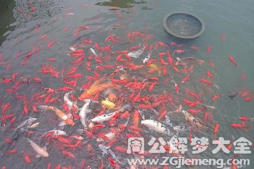 鱼生了好多小鱼