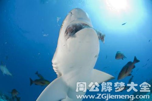 鱼吃鱼