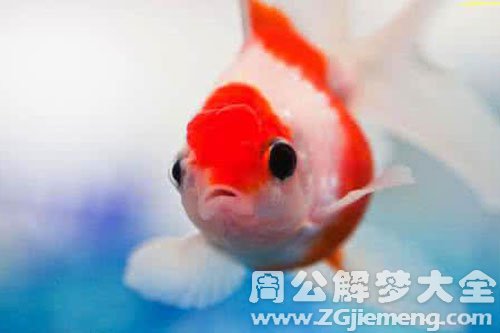 鱼死了又活