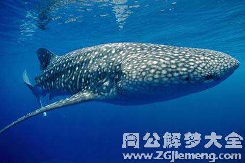 鱼追着人咬