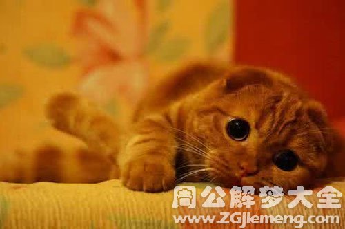 小猫抓自己