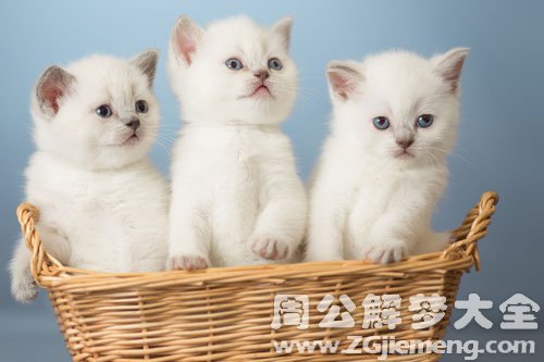 小猫咬我