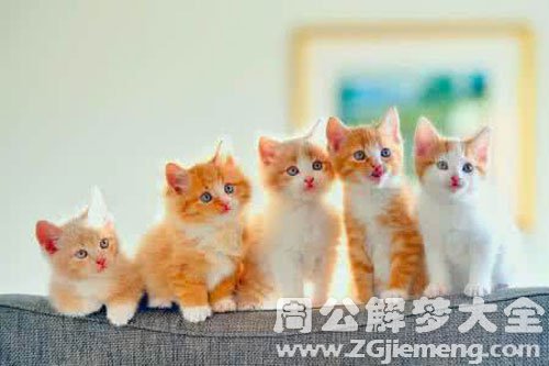小猫生了好多猫仔