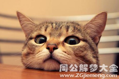 小猫到家里来