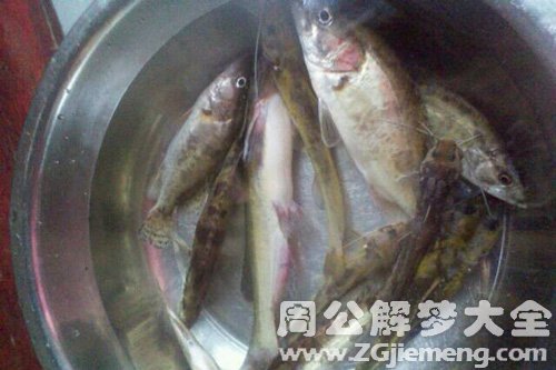 梦见姐夫送鱼给我