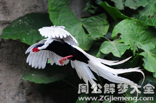 梦见白鹇在屋里飞