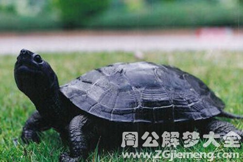 黑乌龟