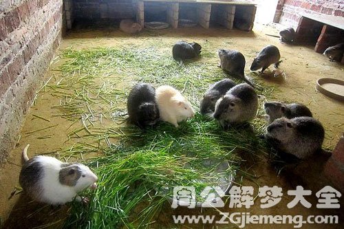 梦见养海狸