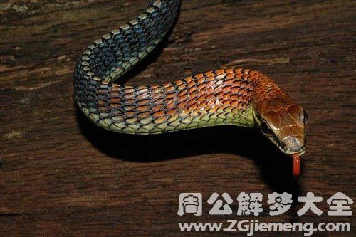 蛇上身的女人