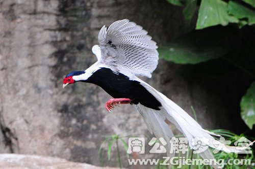 梦见白鹇扑向自己