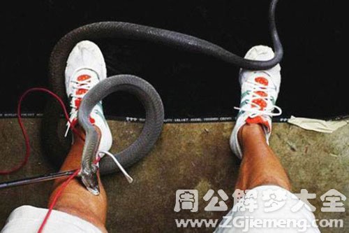 梦见很多毒蛇咬自己