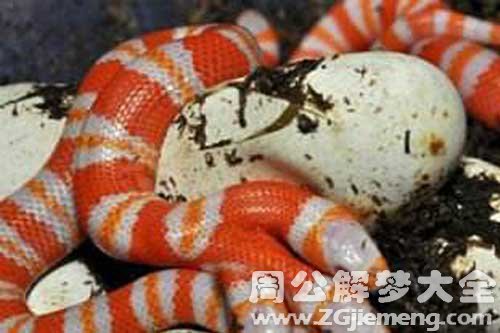 梦见四个头的蛇