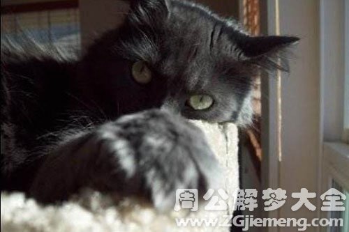 梦见杀死黑猫