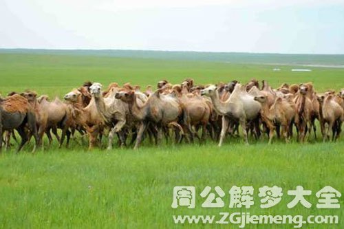 梦见好多骆驼