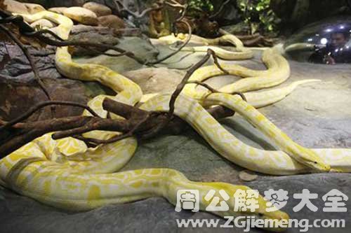 梦见很多蟒蛇在水里 梦见很多蟒蛇在水里