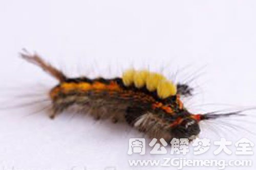 梦见满地毛毛虫